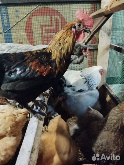 Яйцо инкубационное помесное, куры разных пород