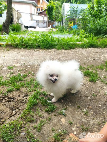 Продам померанских шпицев