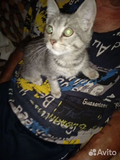 Котëнок в добрые руки