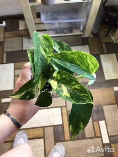 Эпипремнум золотистый