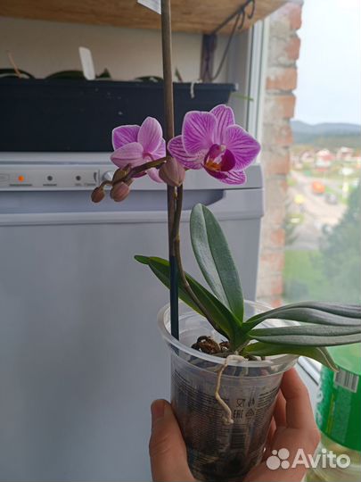 Орхидея фаленопсис мини