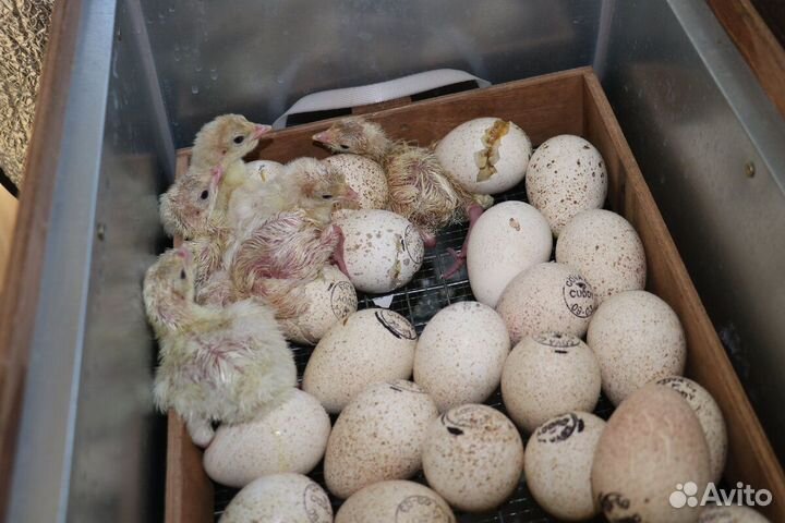 Индюшата биг 6