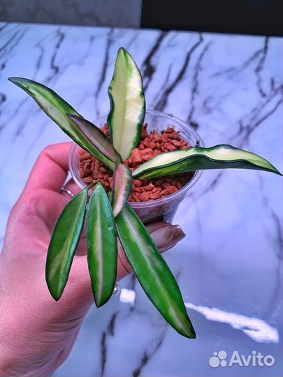 Hoya Kentiana Variegata / Хойя Кентиана вариегата