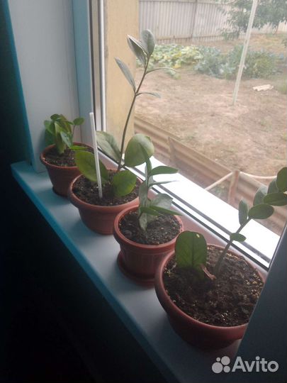 Замиокулькас