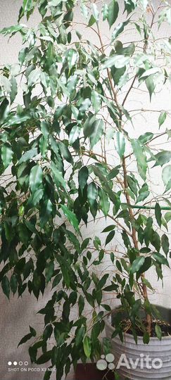 Фикус бенджамина