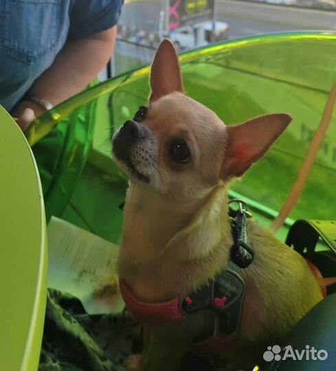 Девочка чихуахуа