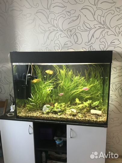 Аквариум