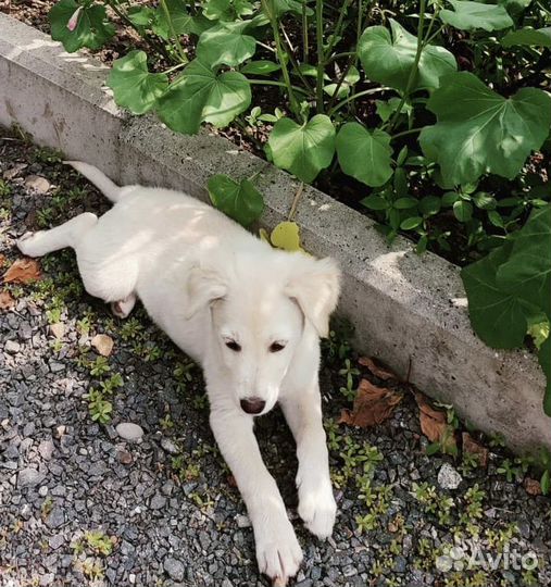 Похож на ретривера