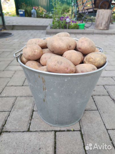 Продам картофель