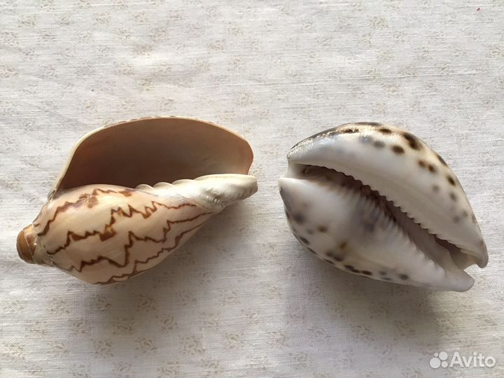 Морские ракушки