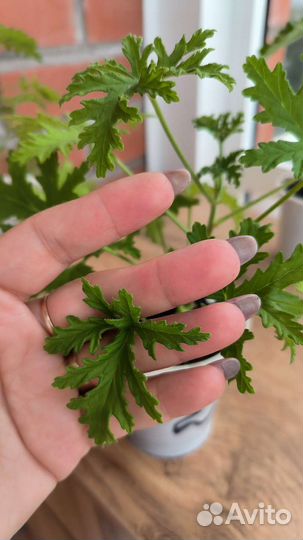 Герань лимонная (душистая)