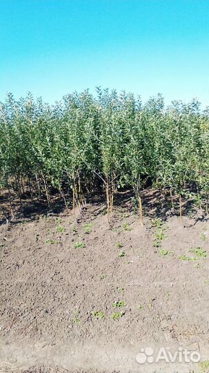 Саженцы яблони на мм 106