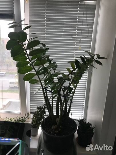 Замиокулькас