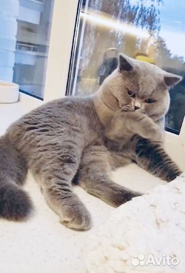 Британский котик в добрые руки