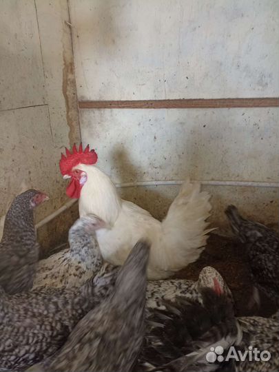 Молодые петухи