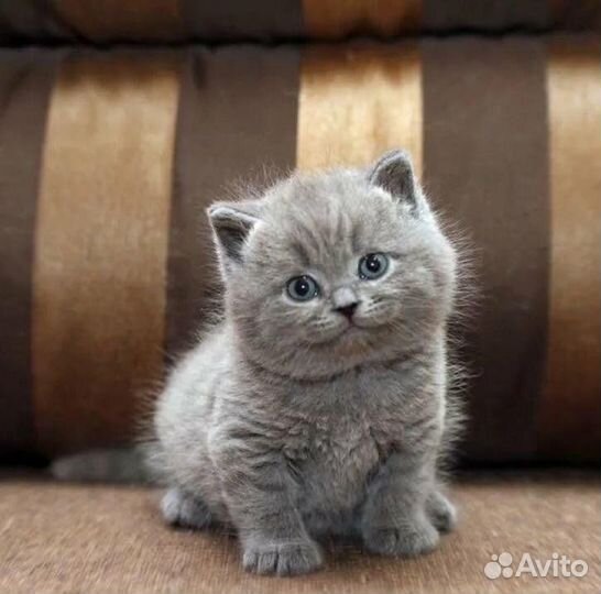 Британские котята