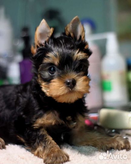 Симпатичные мальчишки йорки