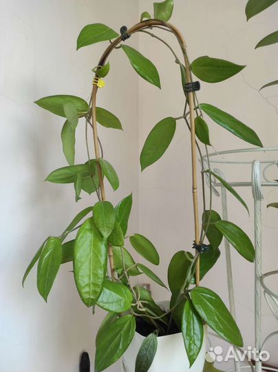 Хойи разные коллекционные