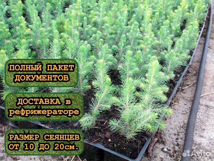 Сеянцы сосны зкс и ели зкс