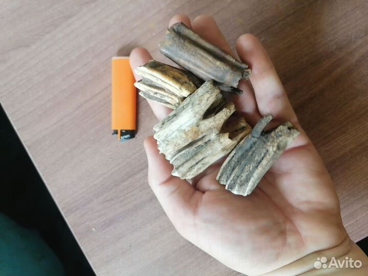 Зубы животных