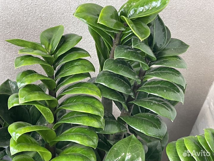 Замиокулькас зензи долларовое дерево цветы