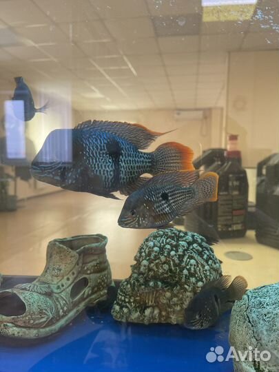 Акара бирюзовая