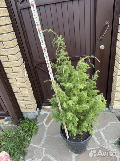 Можжевельник