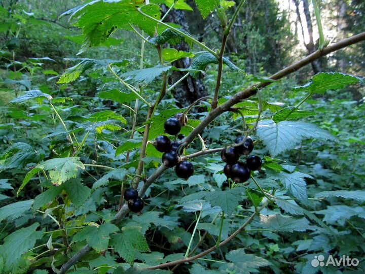 Смородина черная лесная (дикая)