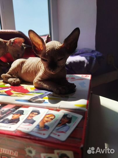 Канадский сфинкс