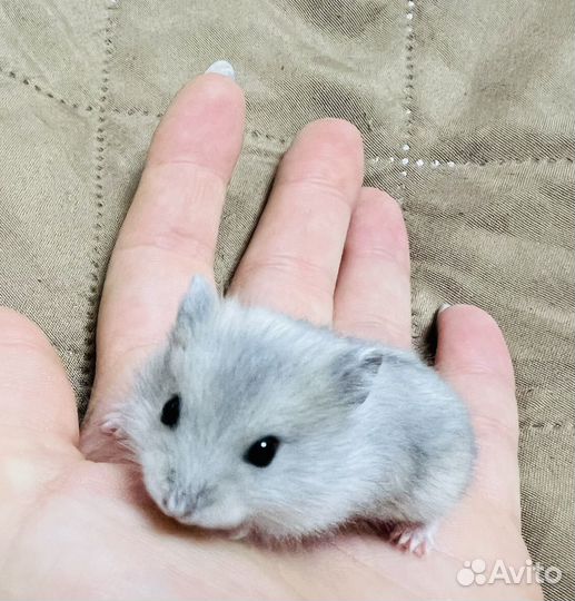 Джунгарские хомячки