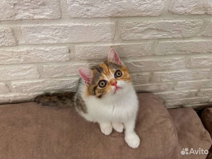 Шотландская девочка разукрашка