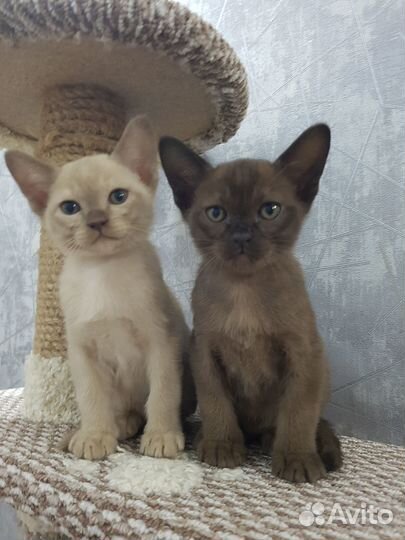 Котята европейской бурмы