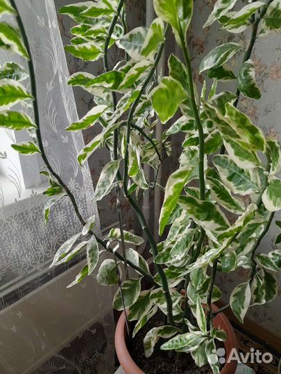 Комнатные цветы