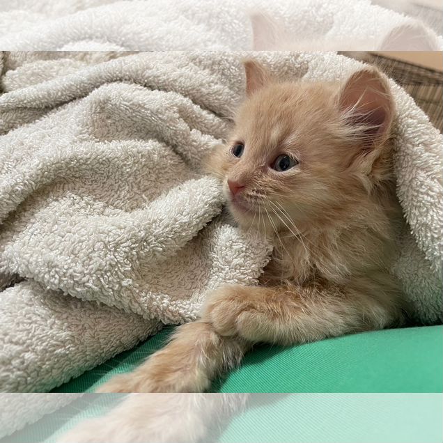 Котёнок в добрые руки