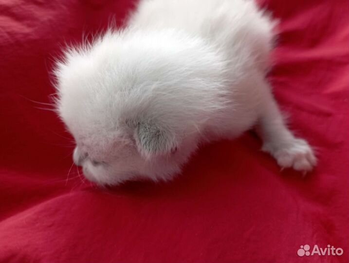 Котенок девочка кремовый