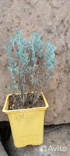 Лаванда саженцы