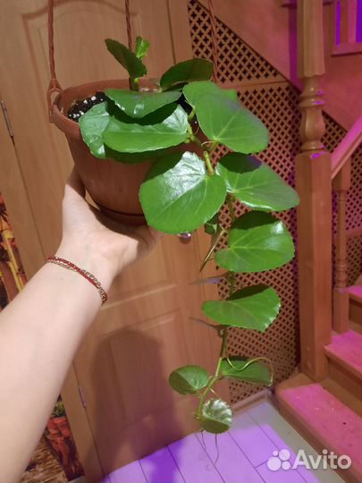 Циссус ротундифолия