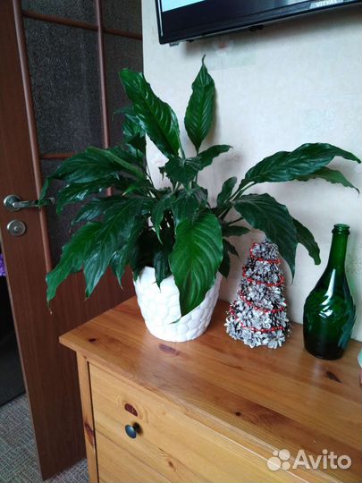 Спатифиллум