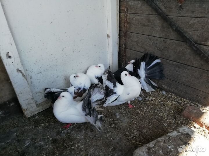 Бойные голуби, павлины