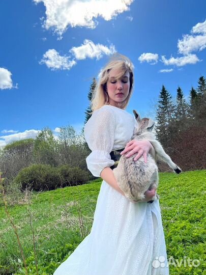 Заанинские козы с козлятами ждут новый дом