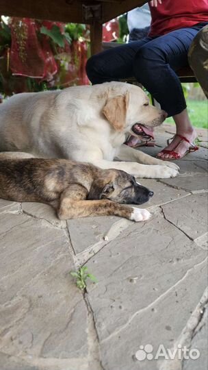 Щенок 3 мес в добрые руки