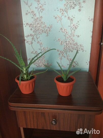 Алоэ вера алоэ древовидный