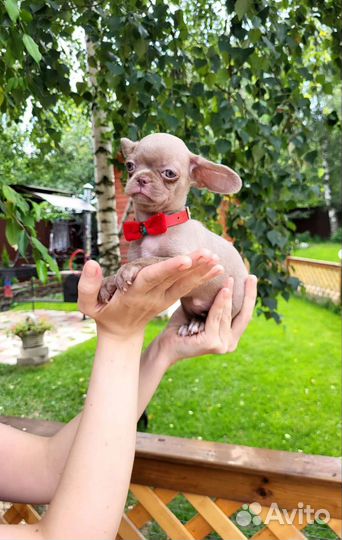 Крошка на ладошке. Лиловая малышка