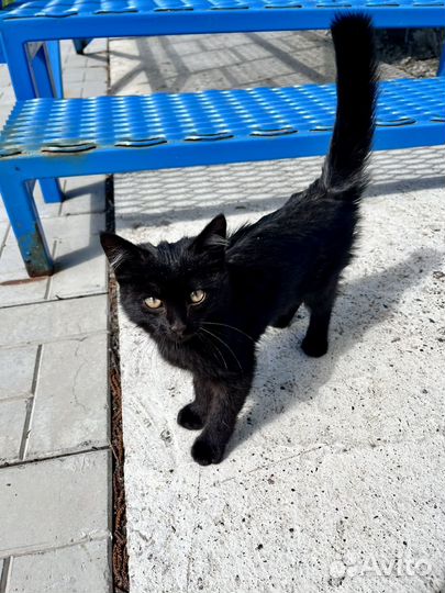 Отдам котят