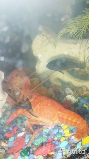 Аквариумные рыбки и др
