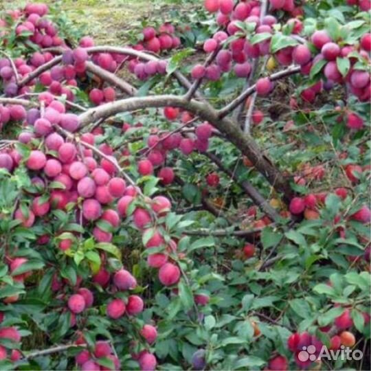 Алыча кубанская комета
