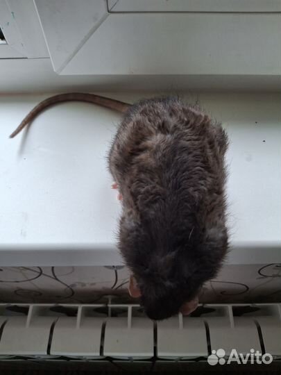 Крыса дамбо