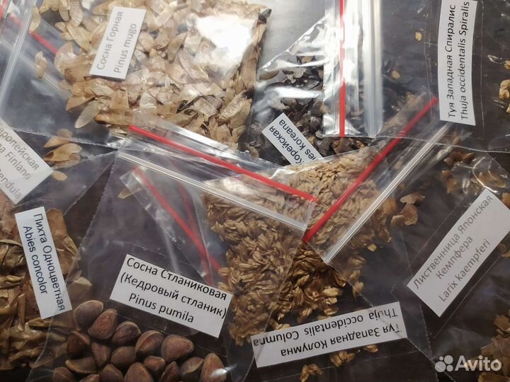 Семена лиственниц, елей, пихт, сосен и другого