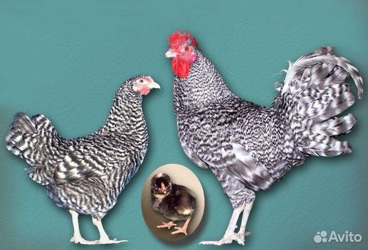 Куры петухи
