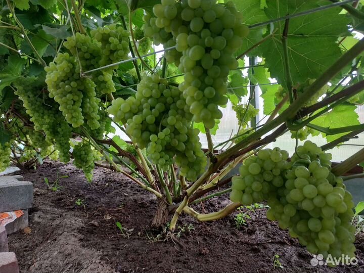 Саженцы винограда
